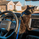 Illustration for article titled The 2018 Dodge Challenger SRT Hellcat Widebody Never Lets You Forget Whos Really In Control